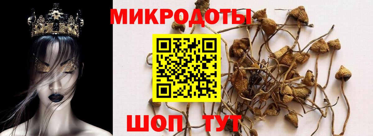 Псилоцибиновые грибы Psilocybine cubensis Верхний Уфалей